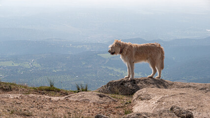 Naklejka premium PASTOR BREED DOG ON THE EDGE OF CERRO DE SAN VICENTE WITH CLOUDS AND THE SKYLINE IN THE BACKGROUND, IN THE SIERRA DE SAN VICENTE, TOLEDO, SPAIN