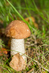 White mushroom in the forest grows on the grass