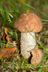 White mushroom in the forest grows on the grass