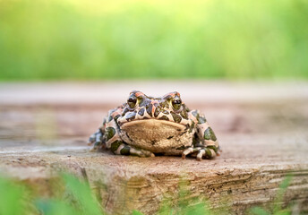 Green toad in the garden.