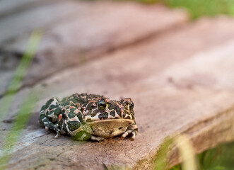 Green toad in the garden.