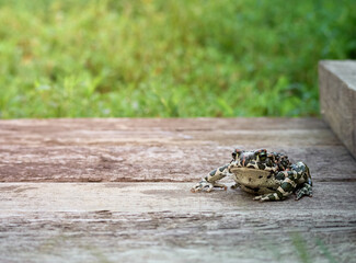 Green toad in the garden.