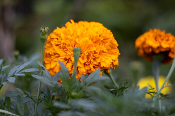 Yellow marigold flowers and buds in a home garden