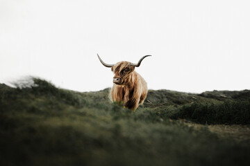 Highland cattle on field 