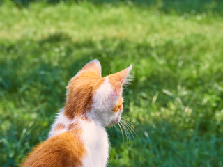 Naklejka na ściany i meble Kitten playing in the grass.