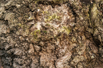 Tree bark1