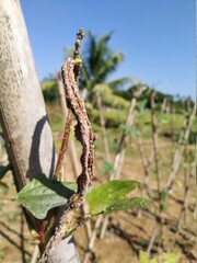 Mealybug in a bean in the garden