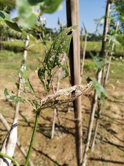 Flea beetles or Hadda Beetles in a bean leaf
