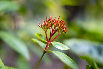 Beautiful red green Ixora flower buds closeup shot