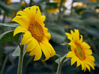 Obraz premium Sunflowers blooming in the field