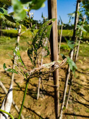 Flea beetles or Hadda Beetles in a bean leaf