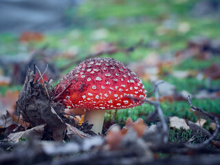 Fly agaric in the autumn forest.