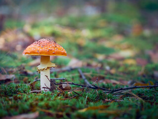 Fly agaric in the autumn forest.