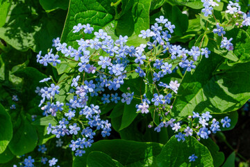 Brunnera macrophylla, the Siberian bugloss, great forget-me-not, largeleaf brunnera or heartleaf, is a species of flowering plant in the family Boraginaceae,