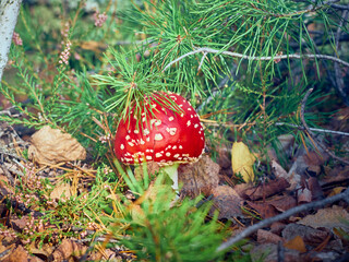 Fly agaric in the autumn forest.