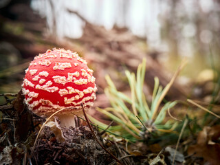 Fly agaric in the autumn forest.