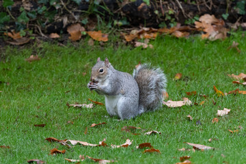 squirrel on grass eating nut