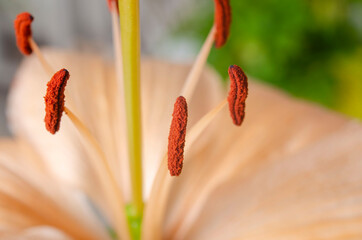 orange stamens of a lily in macro
