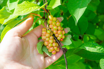Close-up Of Unripe Schisandra Chinensis Or Magnolia Vine Berries