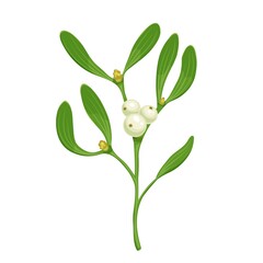 Хmas sprig of mistletoe with white berries, vector realistic illustration, traditional decoration isolated on white