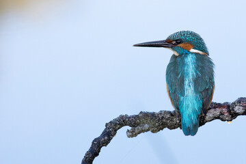 kingfisher on the branch