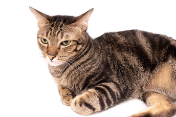 Adorable Thai American shorthair bobtail cat staring at stranger  isolate background.