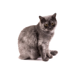 Fluffy gray Persian kitten cat is looking up and curious aware of stranger things around on white backgrounds.