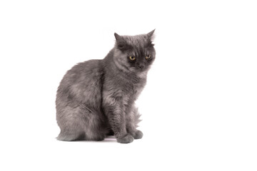 Fluffy gray Persian kitten cat is sitting borring not in the good mood on white backgrounds.