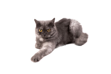 A fluffy gray Persian cat, with its piercing yellow eyes, relaxes in a comfortable pose on a clean white backdground.