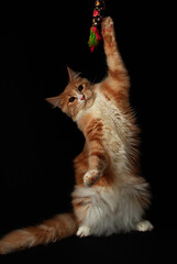 kot maine coon © Leszek