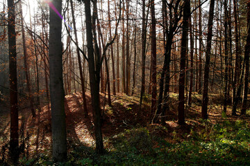 Piękny sosnowy las jesienią