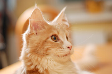 kot maine coon © Leszek
