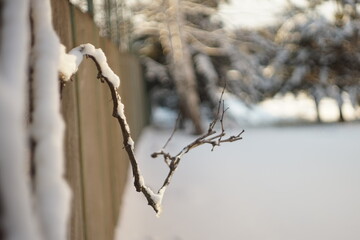 snow on the bare grape branch in winter day.