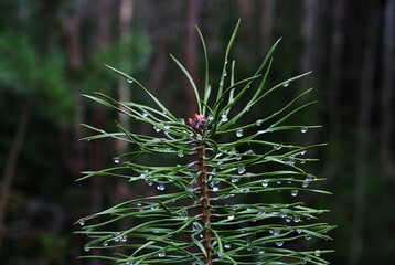 Young Pine in a Cold November Day