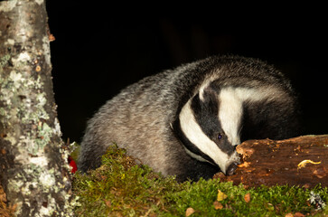 Badger, Scientific name, Meles Meles.  Wild, native badger foraging on a decaying log at night time.  Facing forward with green moss and Silver Birch tree covered in lichen.   Space for copy.