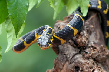 boiga snake dendrophilia in defensive mode, the gold-ringed cat snake,venomous snake