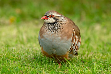 Partridge, (Scientific name:  alectoris rufa) Red-legged or French partridge in natural farmland habitat.  Close up.  Facing forward. Blurred background. Horizontal, landscape, space for copy.