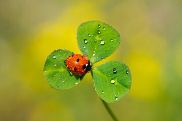 bright green leaf and water drop close up