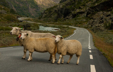 Sheeps at Jotunheimen National Park, Norway, Scandinavia