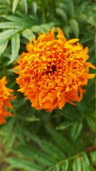 orange flower in the garden
