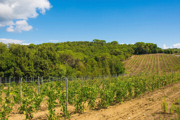 Fototapeta na wymiar Late summer grape vines near the historic village of Murlo, Siena Province, Tuscany, Italy 