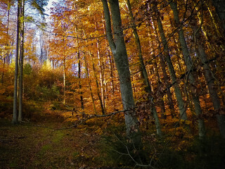 Obraz premium Autumnal forest landscape.