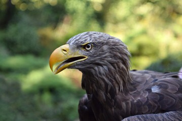 close up portrait of a eagle