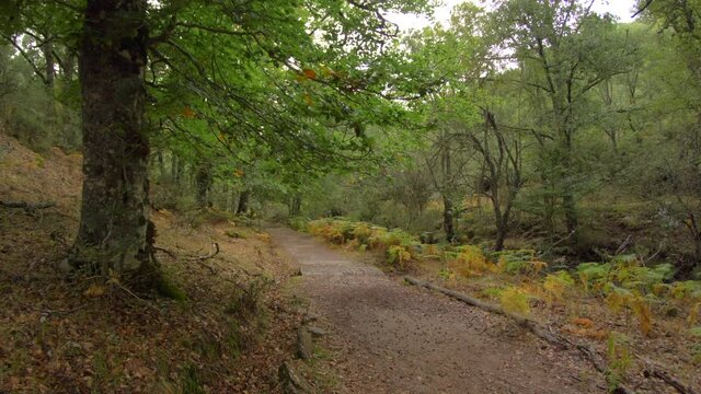 Walking along the forest path in Madrid&rsquo;s beech forest &ldquo;Hayedo de Montejo&rdquo; in autumn. 