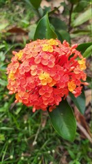 red and yellow flower