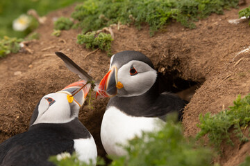 Puffins on Skomer Island, Wales UK, sharing a feather.