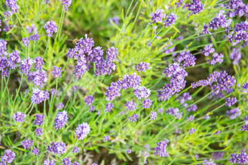 Lavender bushes closeup on sunset.. Field of Lavender, Lavender officinalis. Lavender flower field, image for natural background.Very nice view of the lavender fields.