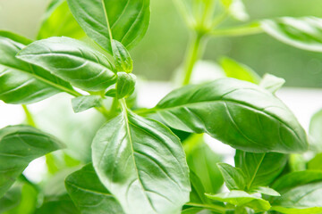Fresh basil leaves. seasoning for health, proper nutrition