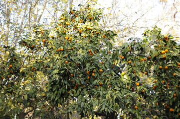 Green and beautiful mandarin tree full of vitamins. Mature mandarina fruits on tree in sunny day.