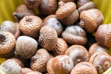 acorns many acorns collection folk medicine, decor